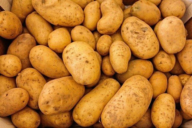 Produktion av potatis